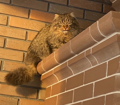 «Это манул?»: в поселке под Челябинска заметили огромного кота