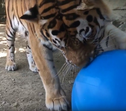 Большим кошкам - большие игрушки: в челябинском зоопарке отметили Международный день тигра