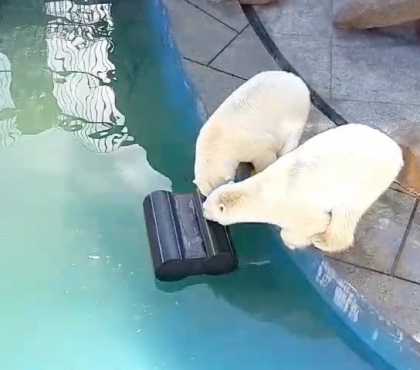 Белым медведям в Челябинском зоопарке подарили 75-килограммовую «льдинку», которая не тает