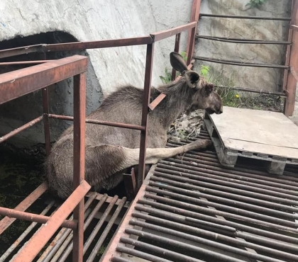 В Челябинске на территории ТЭЦ спасли лося, который застрял между железными прутьями