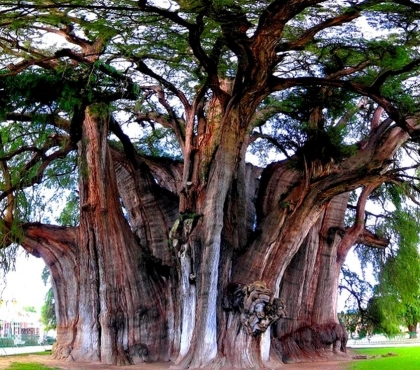В Челябинске откроется фотовыставка со снимками самых старых деревьев планеты