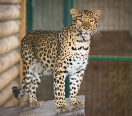 Центр Kilimanjaro Animal C.R.E.W лишился лицензии: Лев Симба и леопард Ева, спасенные в Челябинске, готовятся к переезду