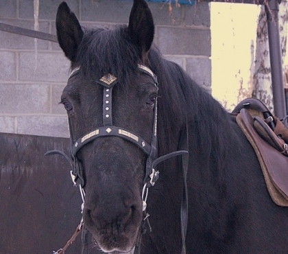 В садовом товариществе Челябинска завели сторожевую лошадь и в 12 раз сократили количество краж