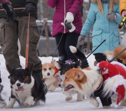 В Челябинске устроили костюмированное корги-шествие с 50 собачками
