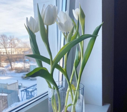 «Подари мне немного весны»: пять причин приобрести тюльпаны в вазе
