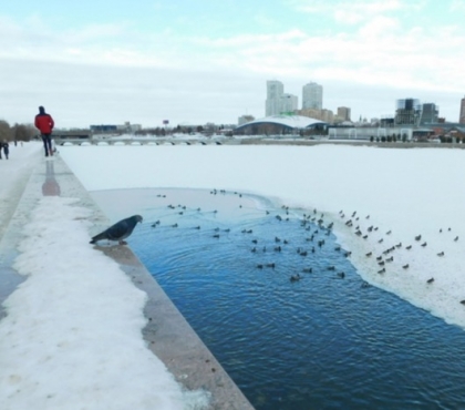 Орнитологи-любители подсчитали, сколько уток зимует в центре Челябинска