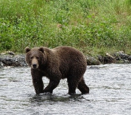 В Челябинской области на видео сняли медведя-рябиноеда