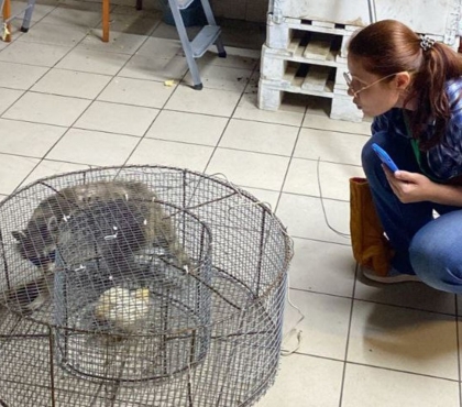 В Челябинске енота, прятавшегося в вентиляции музея, поймали и передали зоозащитникам