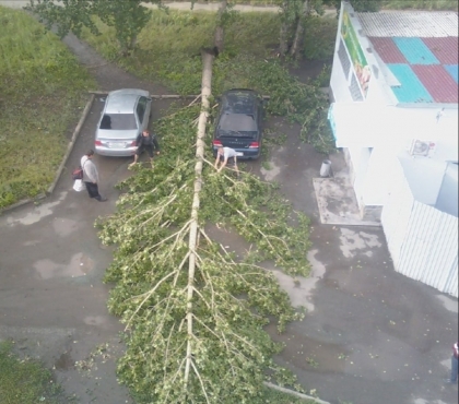 Одна машина моя, другая — брата: в Копейске упавшее дерево чудом не задело припаркованные авто