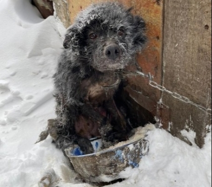 Примерзла к собственной миске: в Златоусте спасли собаку, которую бросили на цепи в мороз