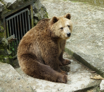 Фёдор Краснов: “Мою руку от медведя в зоопарке уберегла толстая турецкая перчатка”
