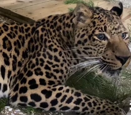 В Челябинском зоопарке показали, как леопарды играют с ёлками