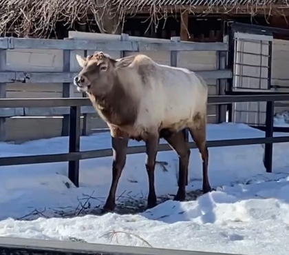 Минус 9 кг за вечер: в Челябинском зоопарке марал сбросил рога