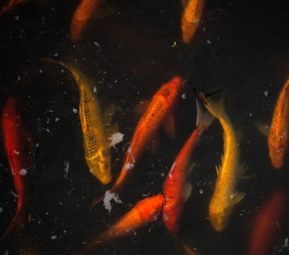 В Челябинске в пруд «Девичьи слезы» запустили четыре тысячи золотых рыбок