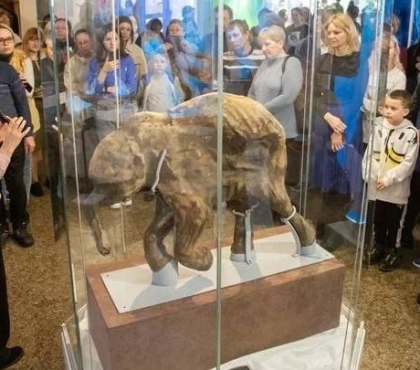 Отлично сохранилась: в исторический музей Челябинска привезли мамонтенка Любу