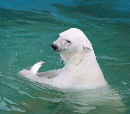 В Челябинском зоопарке белый медведь впервые за сезон искупался в бассейне и тут же снова перемазался грязью