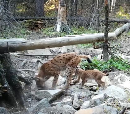 На видео попало, как мама-рысь учит детеныша охотиться в лесу на Южном Урале