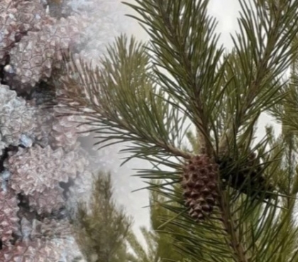 Нужно восстанавливать «репродуктивную функцию деревьев» на Южном Урале устроили соревнования по сбору шишек