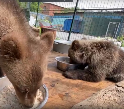 На ПМЖ в тайгу: Карен Даллакян доставил медвежат Варю и Баграта в Хабаровский край