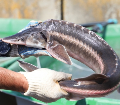 Рыба, которую ели цари и генсеки: в Челябинской области открыли рыбзавод, где будут выращивать стерлядь