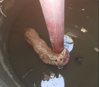 Челябинские спасатели вытащили собаку из колодца с водой