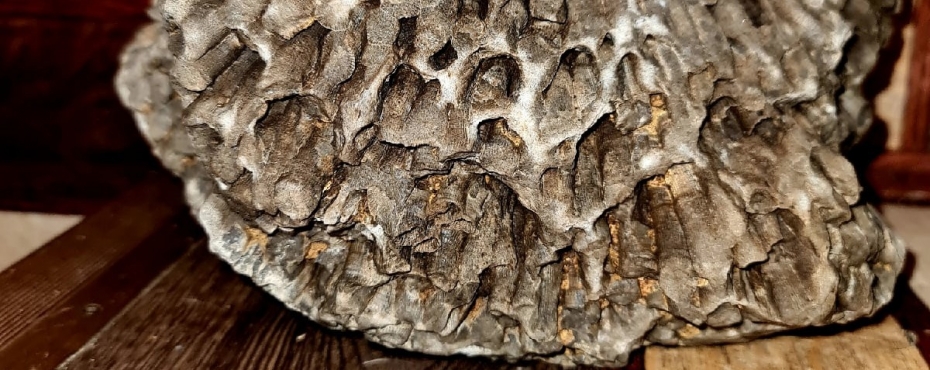 Возраст — более 66 миллионов лет: в Челябинской области нашли древний окаменелый коралл