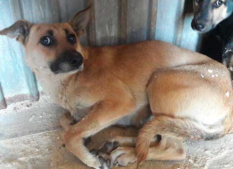 Челябинцев призывают спасти жизни 200 собакам