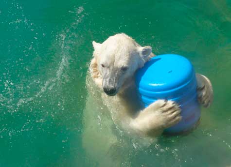 В челябинском зоопарке у белых медведей появятся айсберги и каменные берлоги 