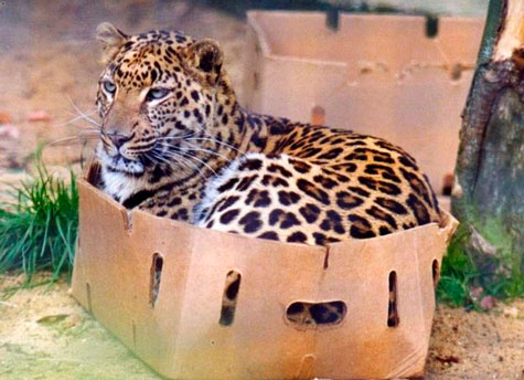 Челябинский зоопарк ищет большие коробки для больших кошек 
