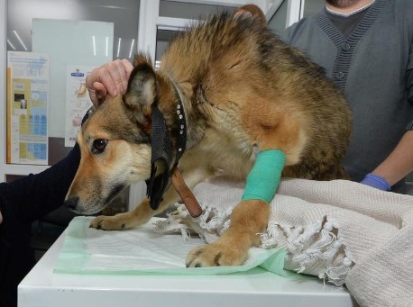 Московские специалисты спасают собаку из Челябинска, которой живодеры прострелили позвоночник 