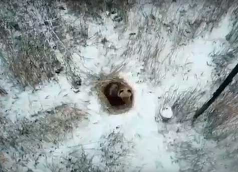 В Снежинске решили охранять медведя, впавшего в спячку прямо в городе
