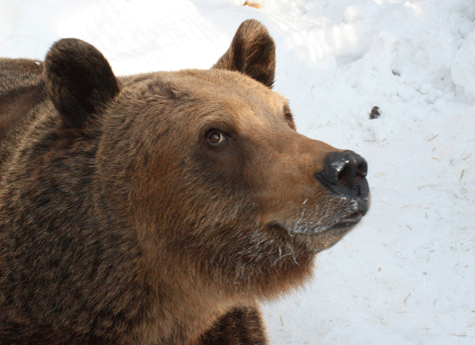 В челябинском зоопарке сняли на видео "весенний танец" медведицы 