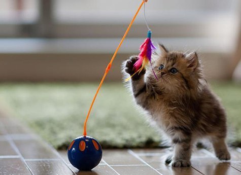 Первое котокафе в Челябинске приглашает отпраздновать Всемирный день кошек