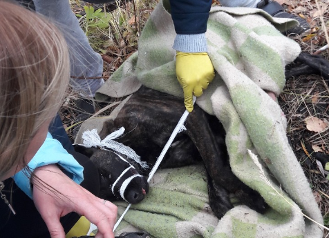 В Челябинске спасли бездомную собаку, которая угодила лапой в капкан