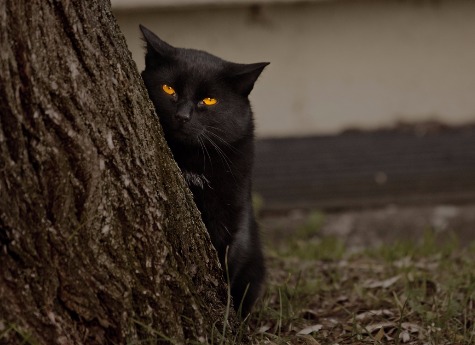 Южноуральцев призывают беречь черных кошек накануне Хеллоуина 