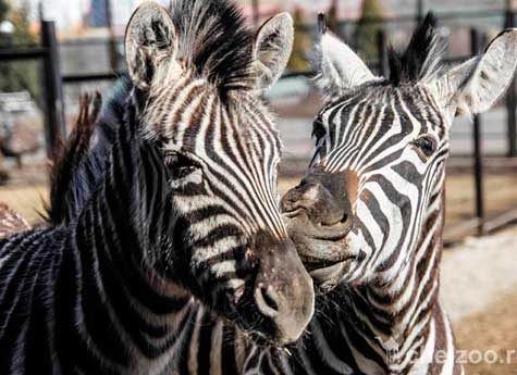 В челябинском зоопарке рассказали истории любви животных