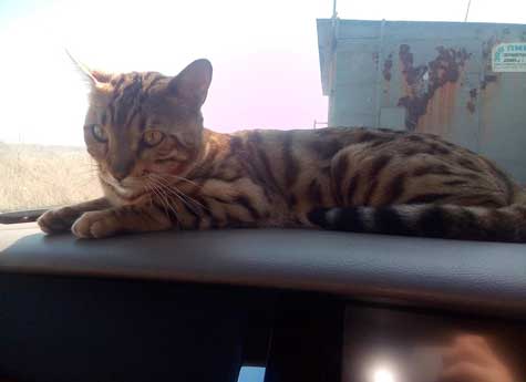 В Челябинске ищут хозяев роскошного бенгальского кота, которого нашли на обочине трассы 