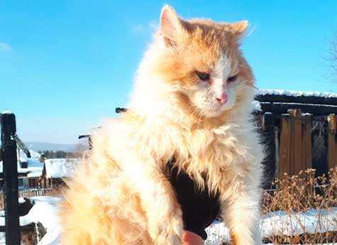 В Челябинской области ищут “добрые руки” для кота-хатико, который полтора года ждет погибших хозяев
