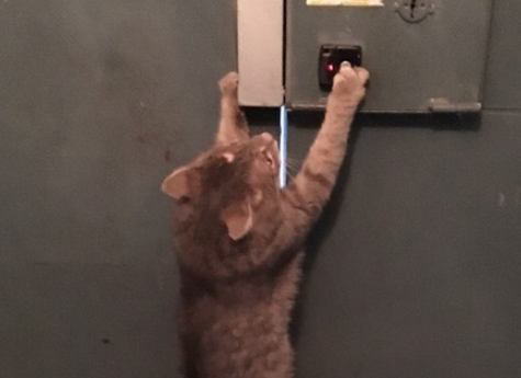 Хвостатый взломщик: в Магнитогорске кот “научился” открывать лапой домофонную дверь