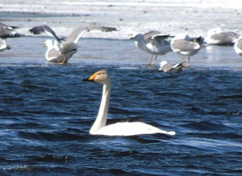 В День защиты птиц в Челябинск прилетели лебеди