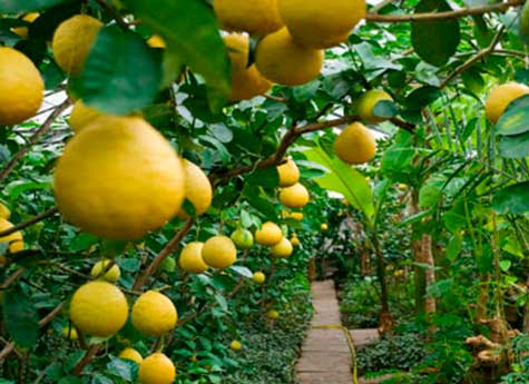 Лимонарий под Магнитогорском раздает деревья в детские сады и дома престарелых