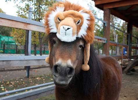 Челябинский зоопарк обещает призы за прикольные шапки