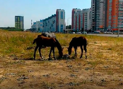 В Челябинске у оживленного проспекта паслись полсотни лошадок 