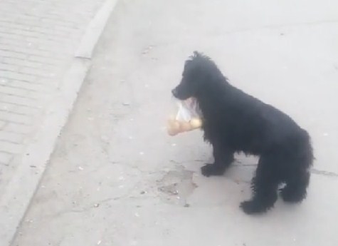 В Миассе сняли умильное видео: собака помогает пенсионерке нести продукты