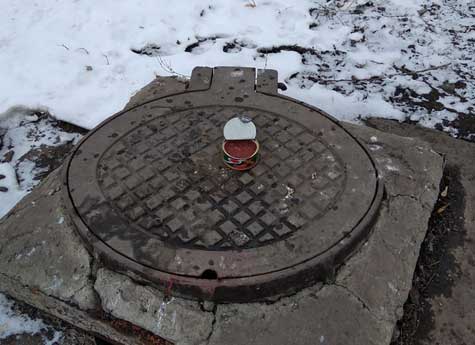 В Челябинске бездомных кошек подкармливают красной икрой
