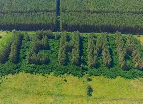 Слово “Ленин” из высаженных елок сняли с беспилотника в Челябинской области
