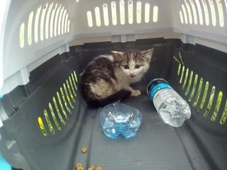 В Челябинске случайные прохожие всю ночь спасали котенка, провалившегося под опору ЛЭП