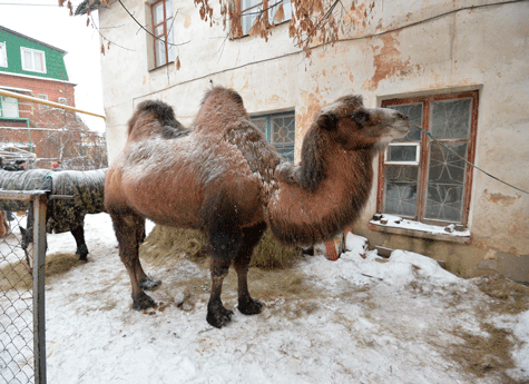 Челябинцы бросились на выручку верблюду, которого выставили на мороз под окна жилого дома 