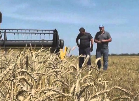 В Челябинской области намолотили зерна больше чем в других регионах УрФО