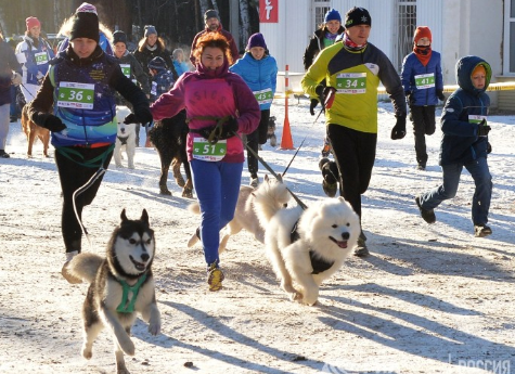 Чтобы помочь приютам для животных, челябинцы пробегут марафон с собаками